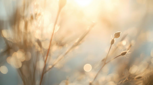 Why I Chose doTERRA: The Scent of Balance and a Lifestyle of Care